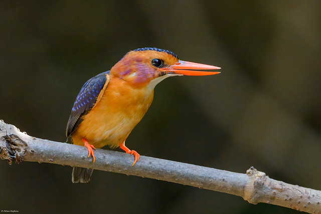 African Pygmy-Kingfisher (Ispidina p. picta) - adult