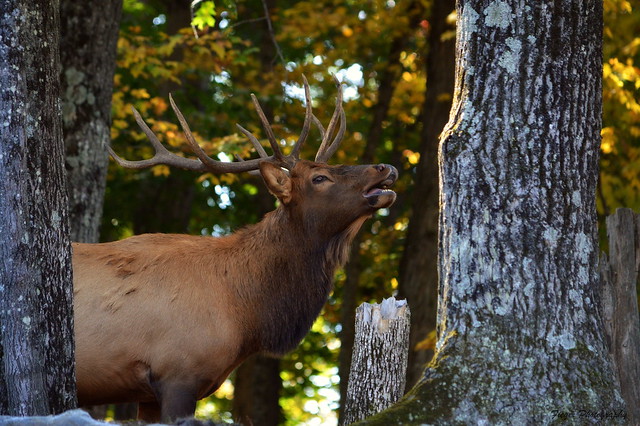 The Autumn call to mate