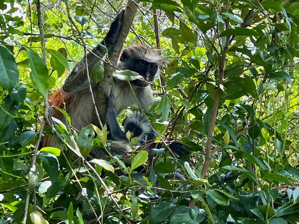 Red Colobus Monkey with Infant