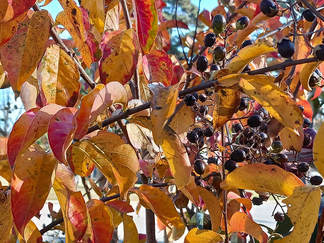 Crepe Myrtle In Autumn.