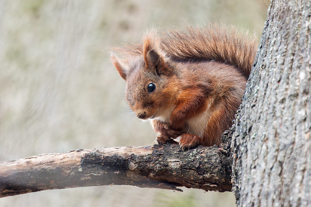 Sciurus vulgaris | Ardilla roja | ekorre