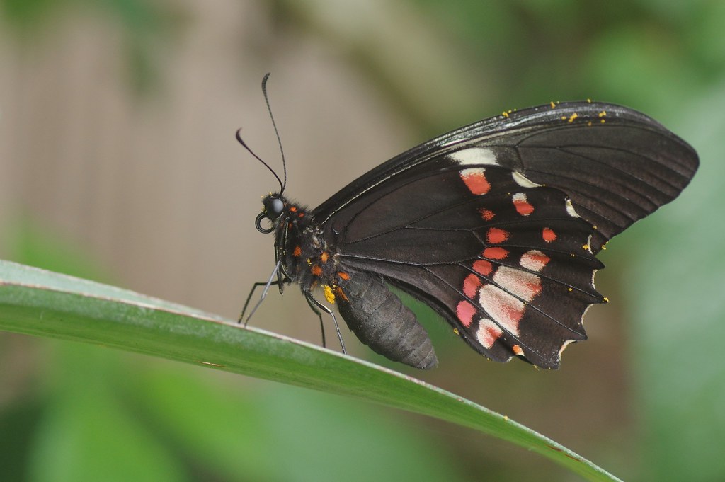 Ruby-Spotted Swallowtail Butterfly - Papilio anchisiades