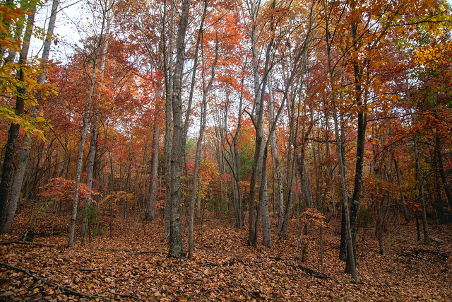 Autumn in Montgomery County