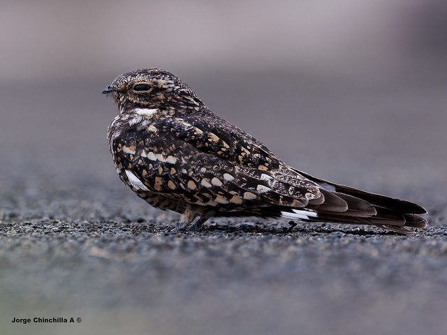 Lesser Nighthawk – Chordeiles acutipennis