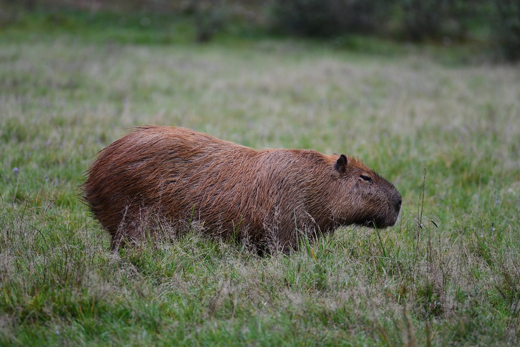 Hydrochoerus hydrochaeris - Capybara ou Cabiai - 25/09/23