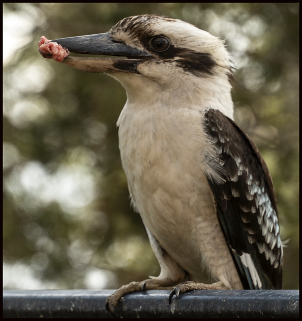 Kookaburra with food for young bird-1=