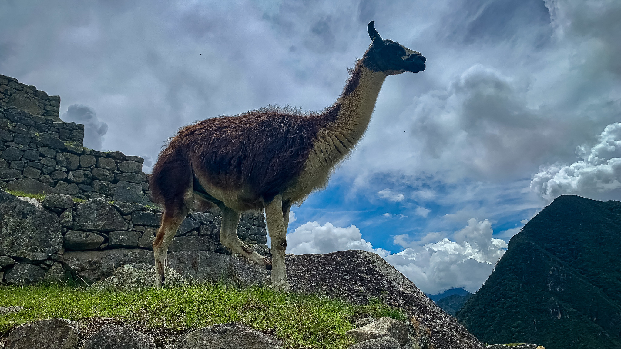 Machu Picchu - [Pérou]