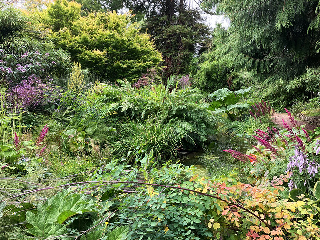 The Bog Garden at Cambridge Botanic Gardens, 1st August 2023 (1)