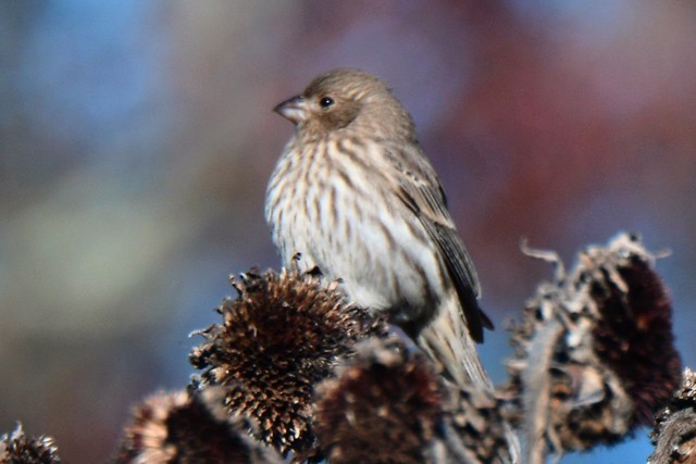 Female house finch number two.