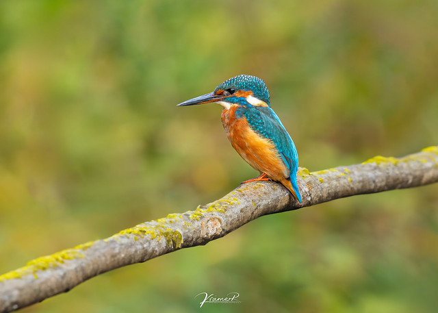 The Kingfisher (Alcedo atthis)