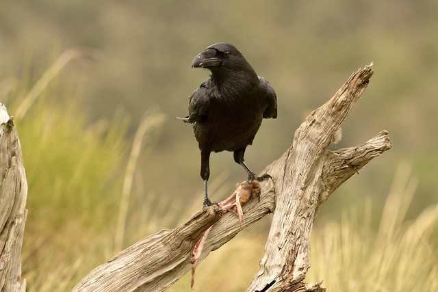 264/2023 - Cuervo grande, (Corvus corax).