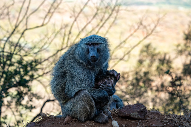 Mother baboon and baby sitting, in Kenya, Africa