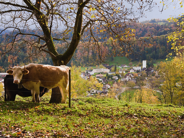 Looking down on Berneck from the Feuerstelle Tigelberg (547m), with an adorable cow in the foreground