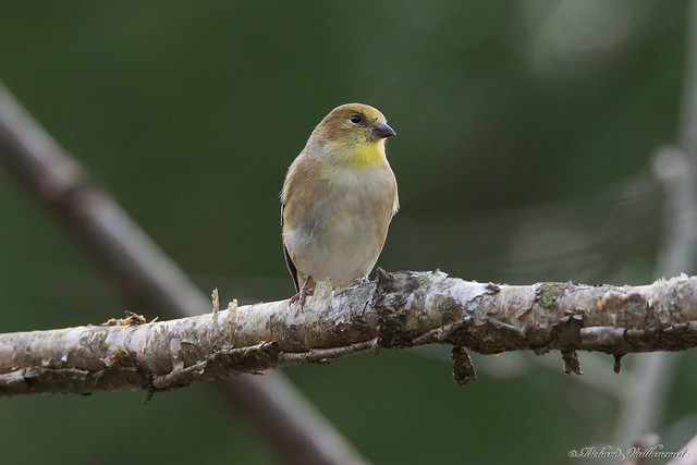 Chardonneret jaune - American Goldfinch - Carduelis tristis, Beauce, PQ, Canada - 03637