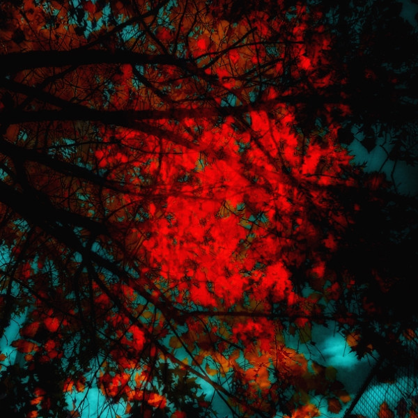 trees on fire. double exposure.