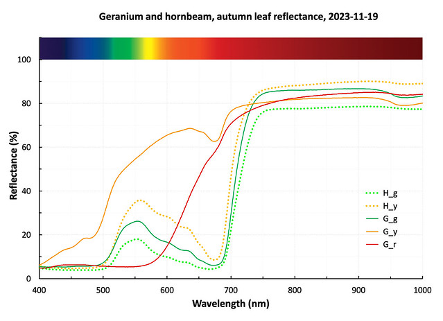 Geranium and hornbeam, autumn leaf reflectance spectra