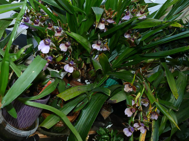 Zygopetalum maxillare species orchid, 15 spikes