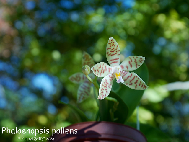 Phalaenopsis pallens 53342623788_4c4e158dc3_z