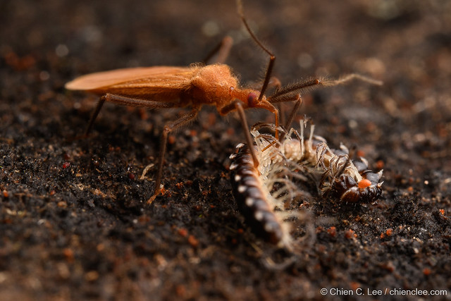Millipede Assassin Bug (Ectrichodiinae) with prey