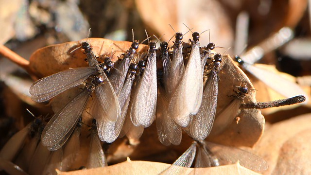 Winged (alate) Termites on an oak leaf