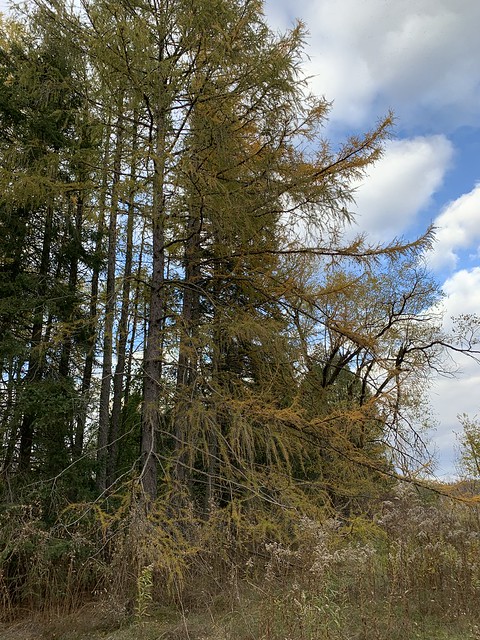 “Colourful Tamarack and other trees in Darlington Provincial Park , Martin’s photographs , Clarington , Ontario , Canada , November 10. 2023”