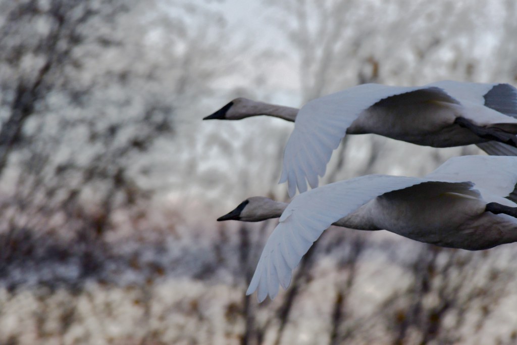 Close encounter with incoming swans…