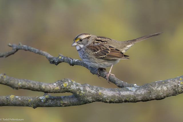 L0A9464-White-throated Sparrow