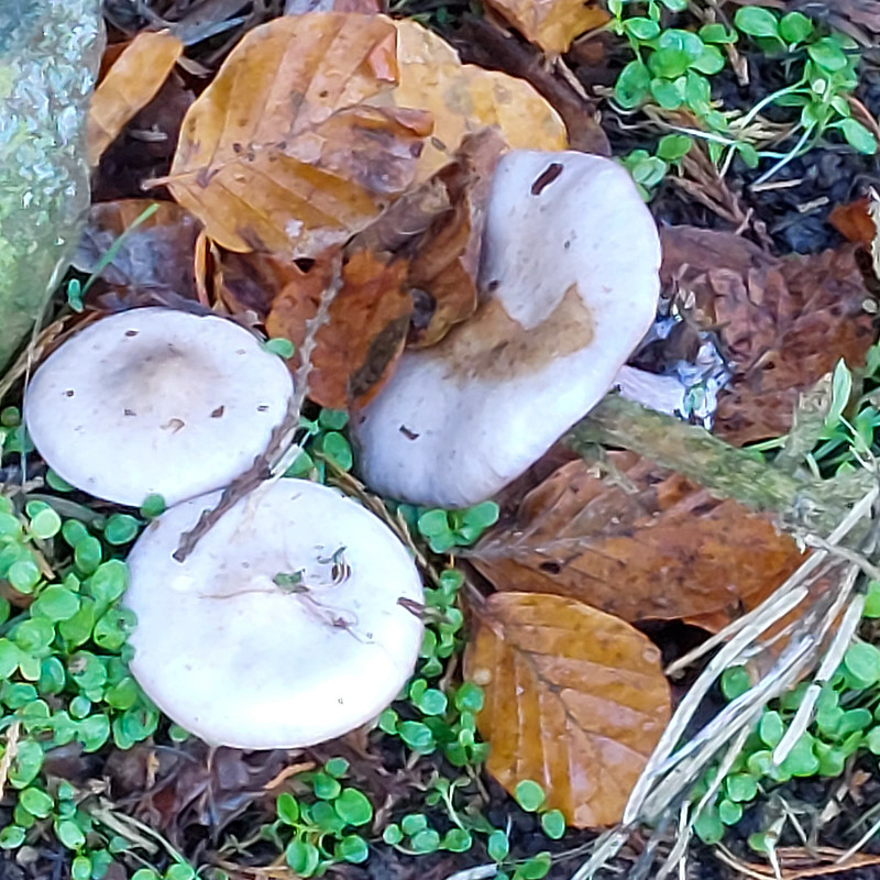 Autumn fungi:wood blewits