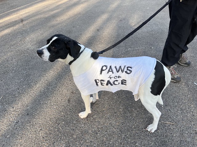 Paws for Peace Walk