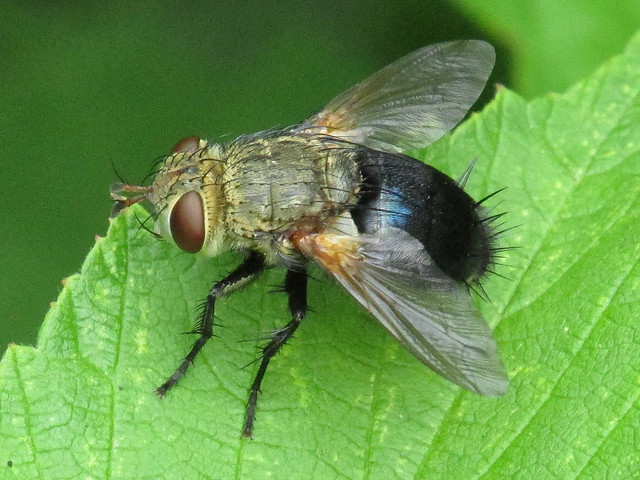 Tachinid fly (Tachinidae)