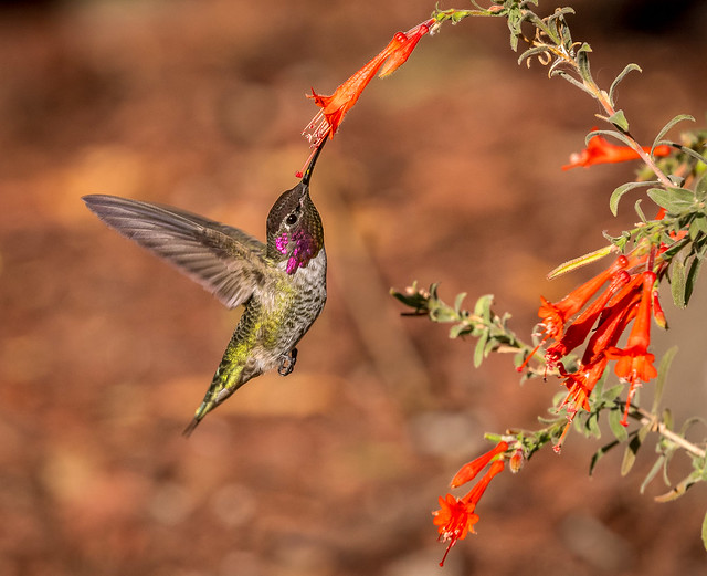 Anna’s Fuchsia