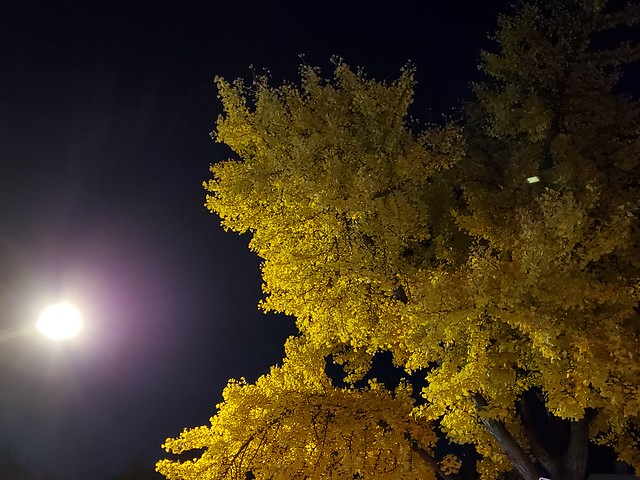 UWS Autumn leaves at night 2023-11-19