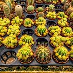 DSC00533-HDR.jpg A Visit to E.F.G. Orchids