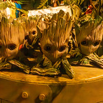 Groot Planters A Visit to E.F.G. Orchids