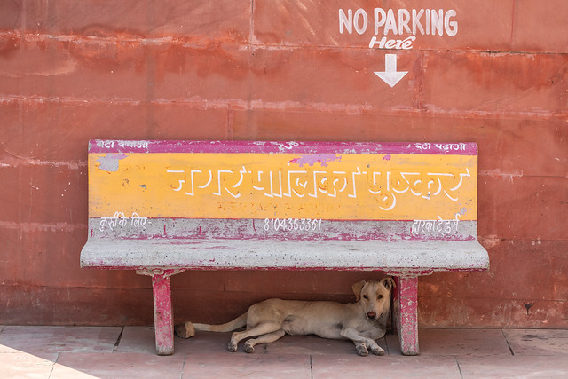 Street Dogs of India