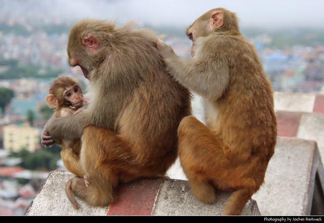 Macaque family, Kathmandu, Nepal