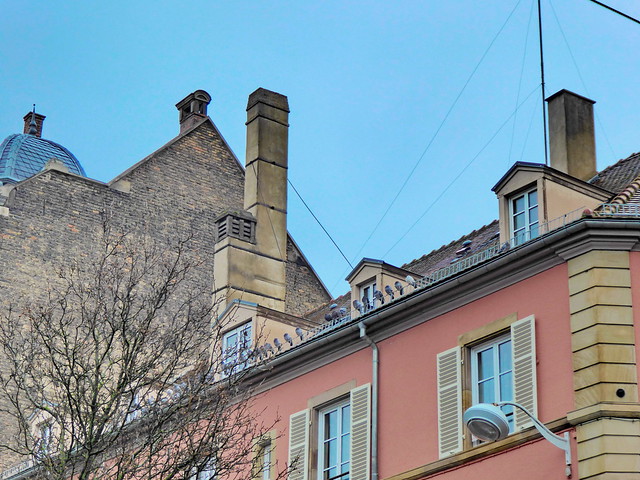 200 - Strasbourg - Février 2023 - des pigeons alignés sur un toit