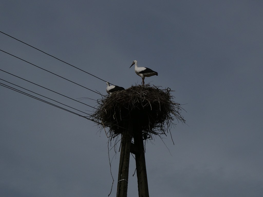 A stork’s nest in Brok, Poland….