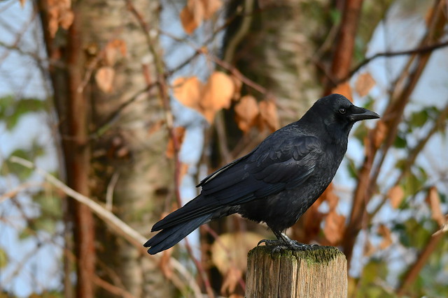 The Often Neglected Crow
