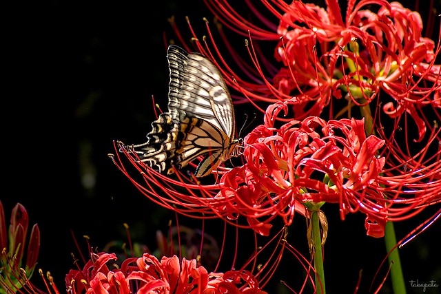 Asian Swallowtail (Papilio xuthus)