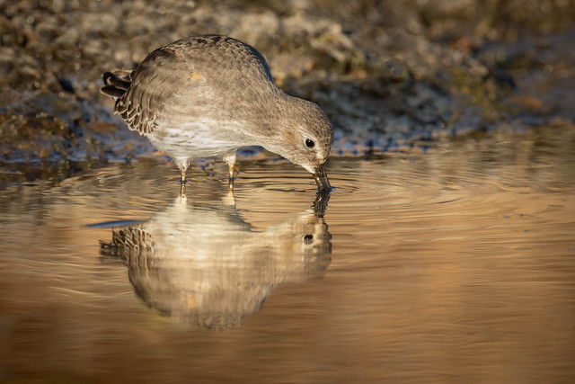 Dunlin at Charwell Point in the Monarch Point Conservation Reserve | Calidris alpina | Bécasseau variable