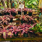 DSC00597-HDR.jpg A Visit to E.F.G. Orchids