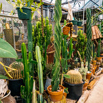 DSC00499-HDR.jpg A Visit to E.F.G. Orchids
