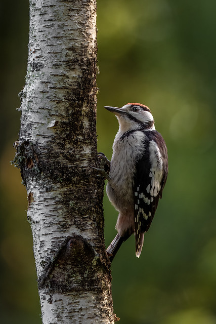 Woodpecker in beautiful light