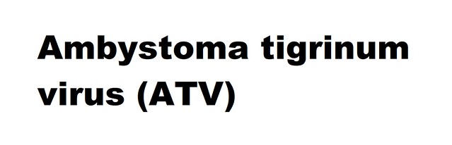 Ambystoma tigrinum virus (ATV) (Ranavirus Ambystoma tigrinum virus)