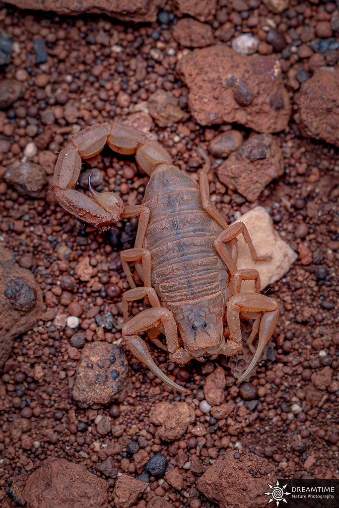 Buthus occitanus | Buthus occitanus La Bauxite - Aniane Héra… | Flickr