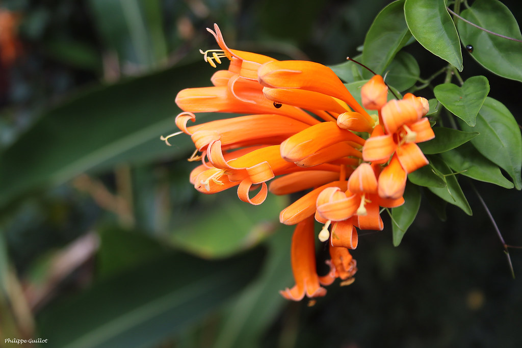Balisier ou bec de perroquet ("Heliconia psittacorum")