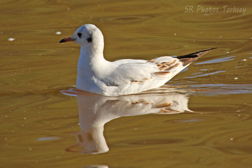 Local Wildlife | by SR Photos Torksey