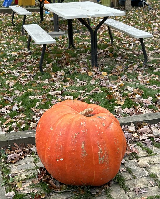 Happy pumpkin bench Monday