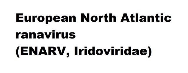 European North Atlantic ranavirus (ENARV, Iridoviridae) (Ranavirus European North Atlantic ranavirus)